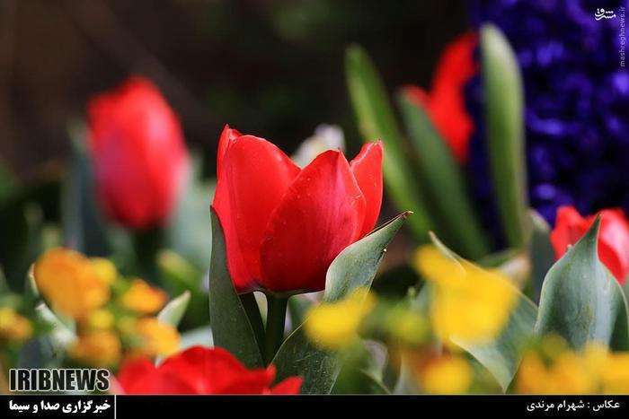 عکس/ باغ گل‌های اصفهان