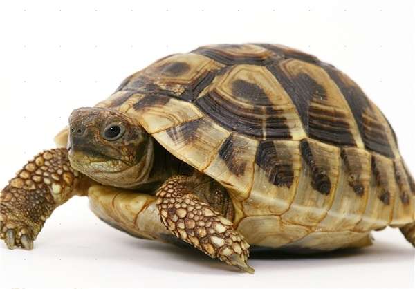 چرا لاک‌پشت‌ها لاک بزرگ و سنگین دارند؟