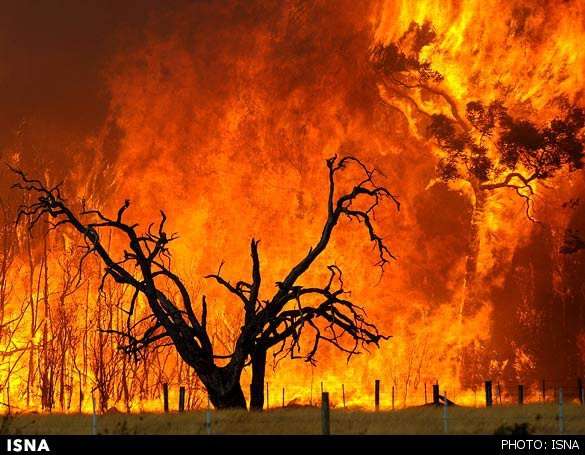 وضعیت آتش‌سوزی در جنگل‌های خوزستان بحرانی است