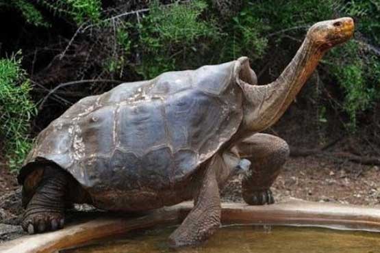 سنگین وزن ترین لاک‌پشت جهان + عکس