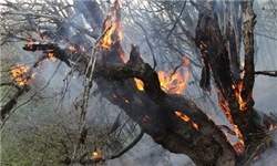 آتش‌سوزی 35 هکتار از جنگل‌های بخش کجور در 72 ساعت اخیر/ ادامه تلاش‌ها برای مهار آتش‌سوزی