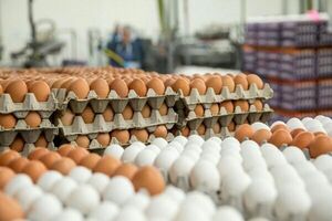 آغاز عرضه تخم مرغ شانه‌ای ۳۴۰۰۰ تومان
