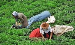 خسارت 40 میلیارد تومانی تولیدات چای بهاره در پی سرمای اخیر